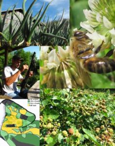 More Free Perennial Onions Image